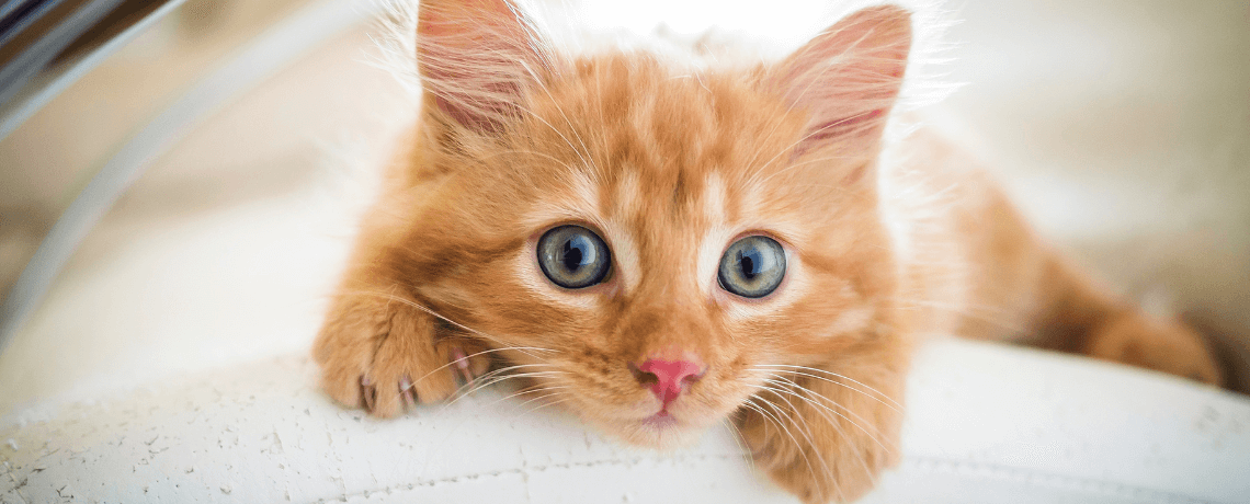 Tout savoir sur l’adoption d’un chat