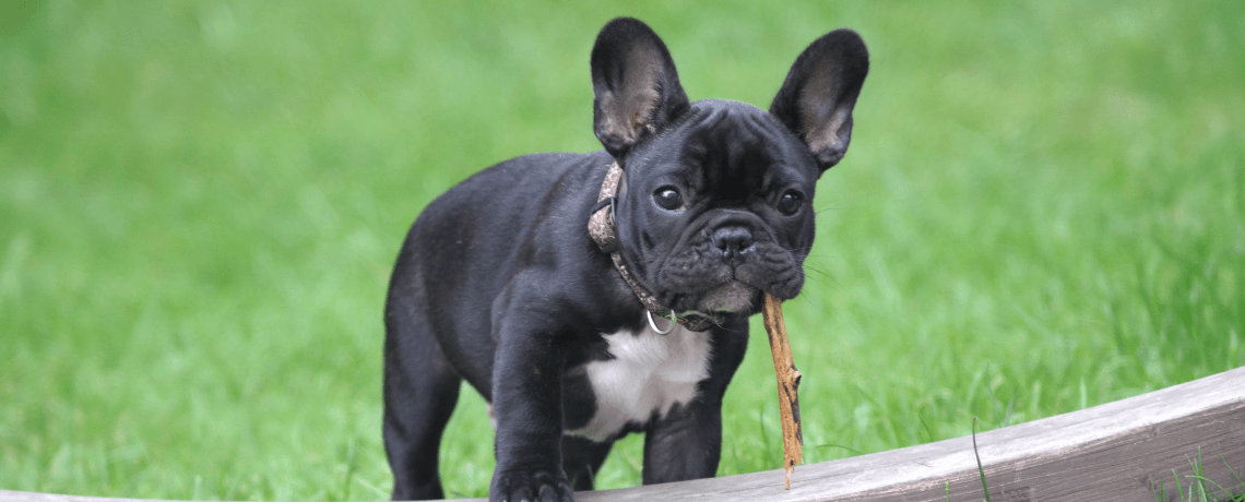 Comment réagir face à un chien qui souffre d'une maladie de la peau ?