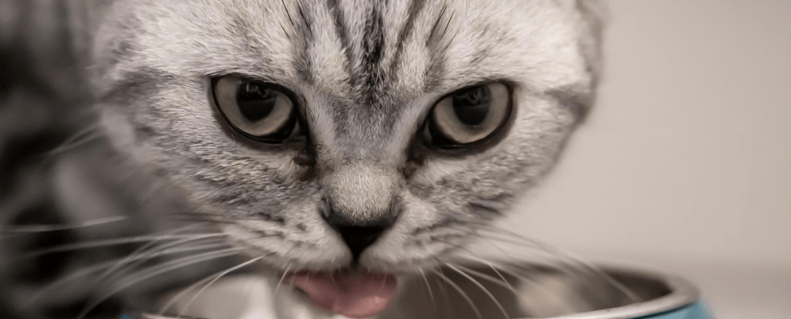 Alimentation du chat : comment la choisir ?