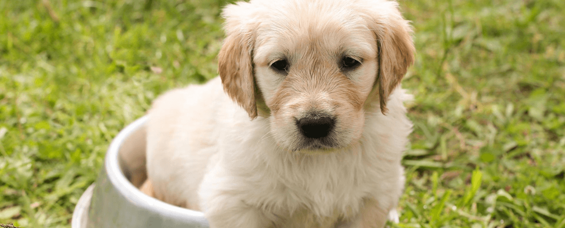 Comment bien alimenter son chiot