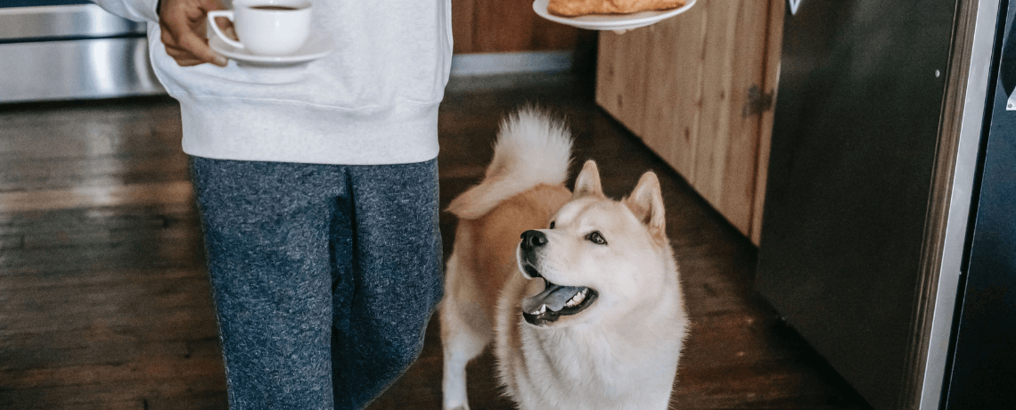 Quels sont les aliments dangereux pour un chien ?