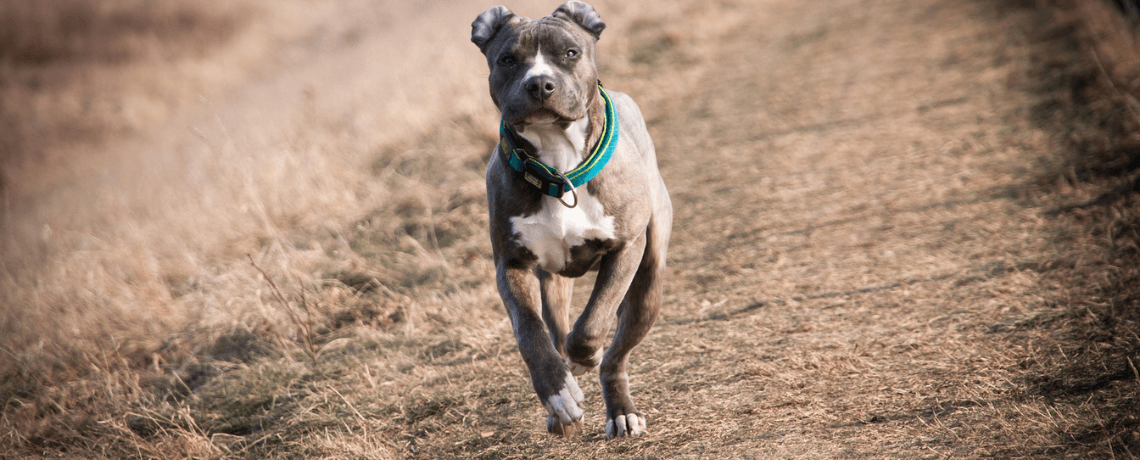 L’American Staffordshire Terrier