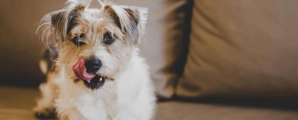 Prévention, recettes maison : tout savoir sur le traitement anti puces du chien