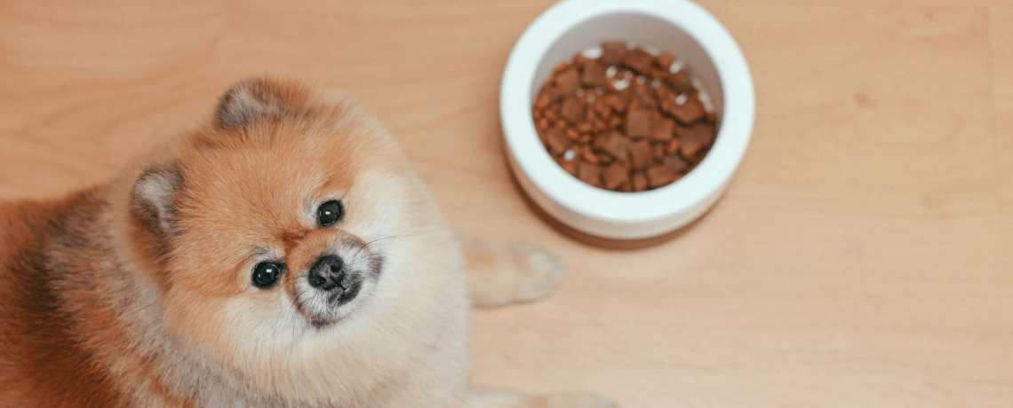 Comprendre et gérer au mieux la perte d'appétit de votre chien