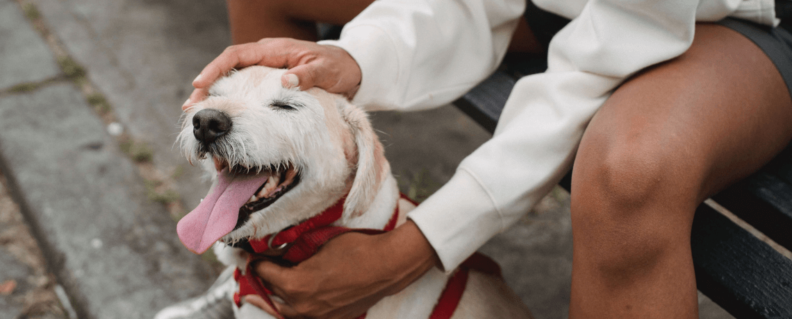 Tout savoir pour apprendre à son chien à être propre ?