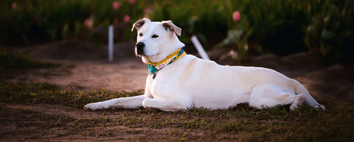 Comment apprendre un ordre à son chien ?