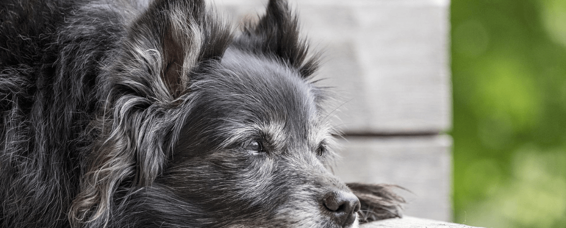 Tout savoir sur l'arthrose chez le chien