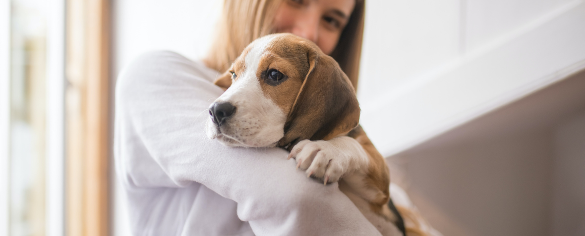 Adopter et prendre soin de son (Beagle)
