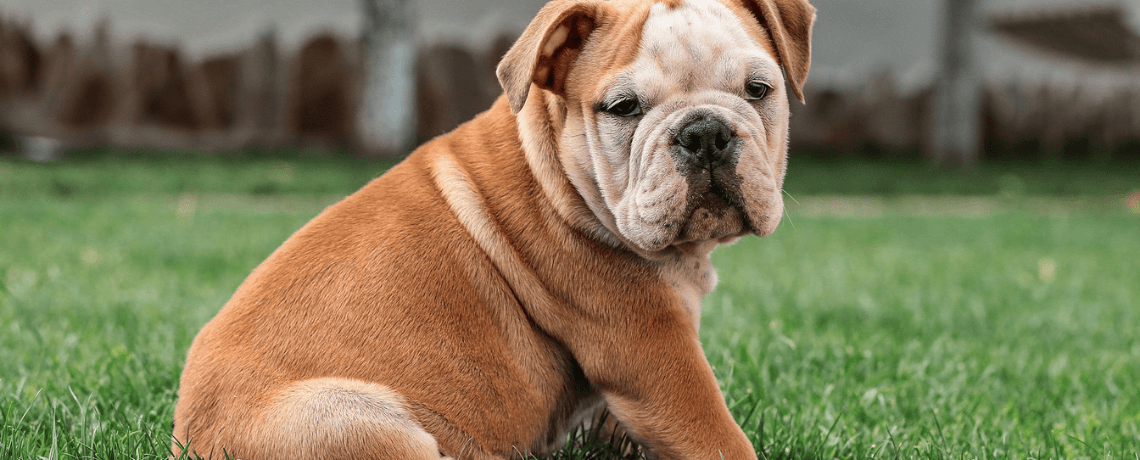 Connaissez-vous vraiment le Bulldog Anglais ?