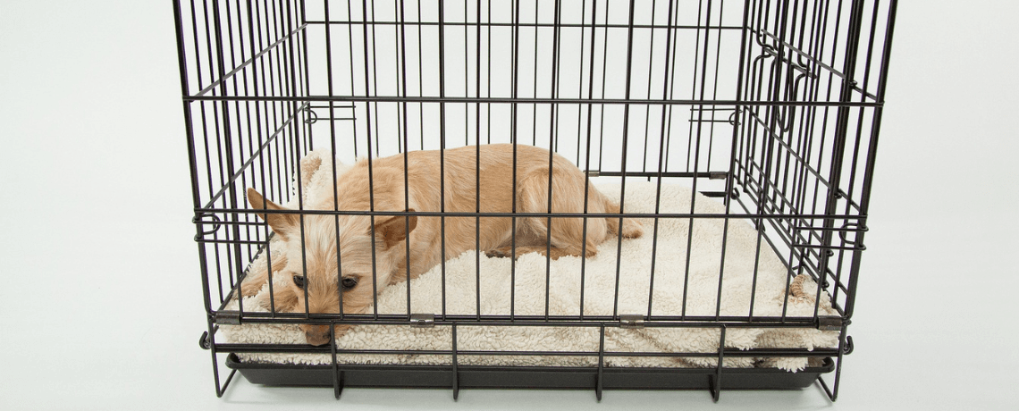 Cage pour chien : pourquoi et comment la choisir ?