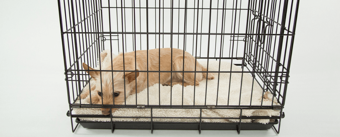 Choisir la Meilleure Caisse de Transport pour votre chien