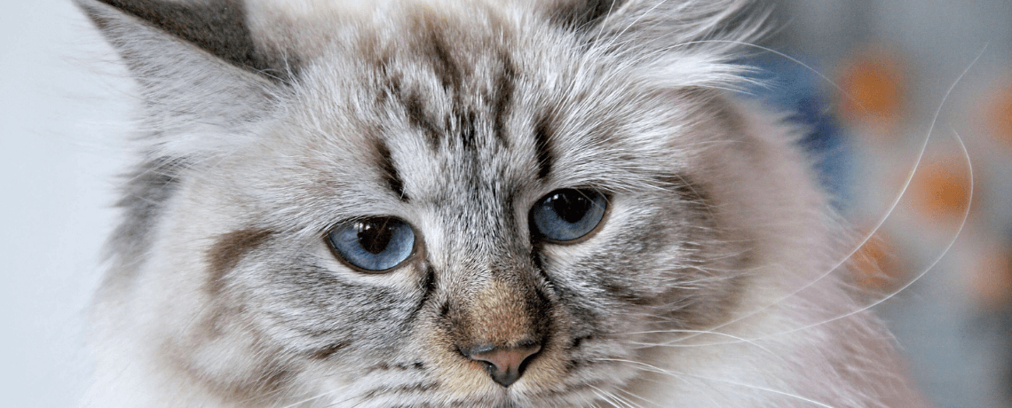 Adopter un chat hypoallergénique lorsqu'on est allergique