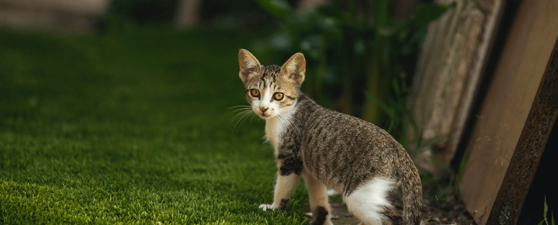 Mon chat est stressé : que faire ?