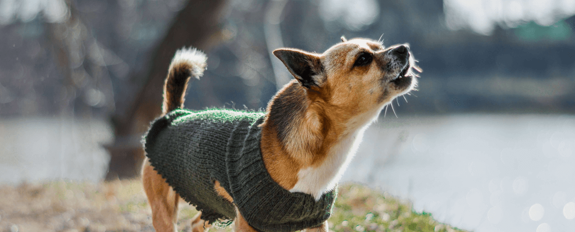 Comment empêcher un chien d’aboyer ?