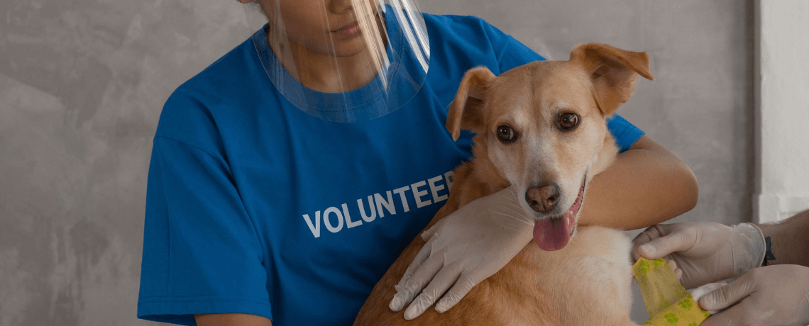 Les réflexes à adopter pour reconnaître et soigner un chien brûlé