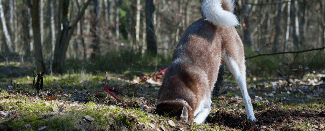 Comment empêcher un chien de creuser ?