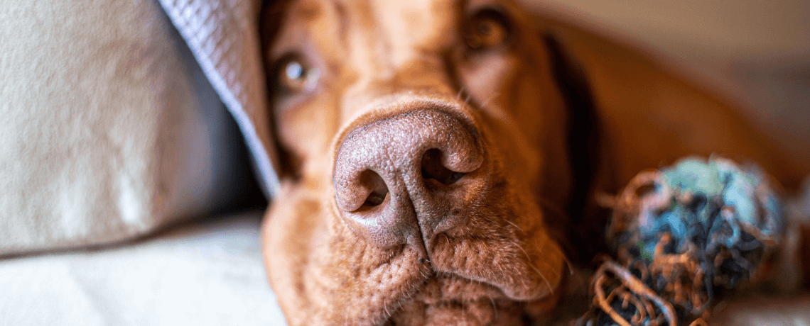 Chien destructeur : comment réagir face à ce comportement ?