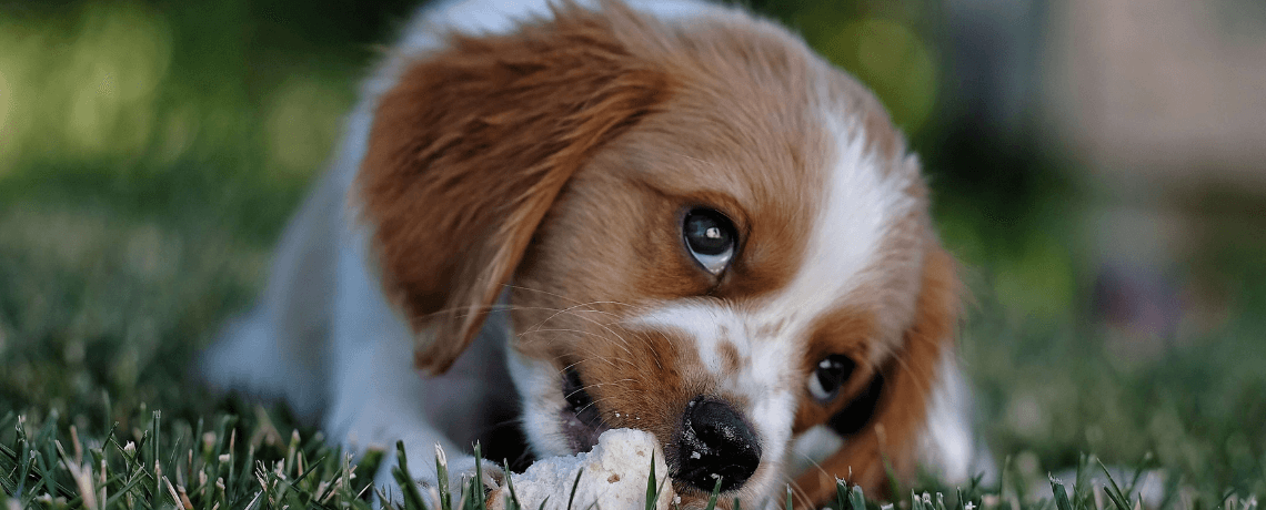 Les symptômes chez le chien empoisonné et les bons réflexes à adopter