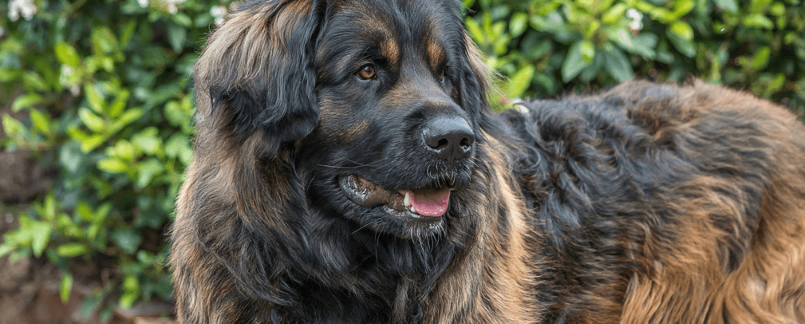 Adopter un grand chien : ce qu’il faut savoir