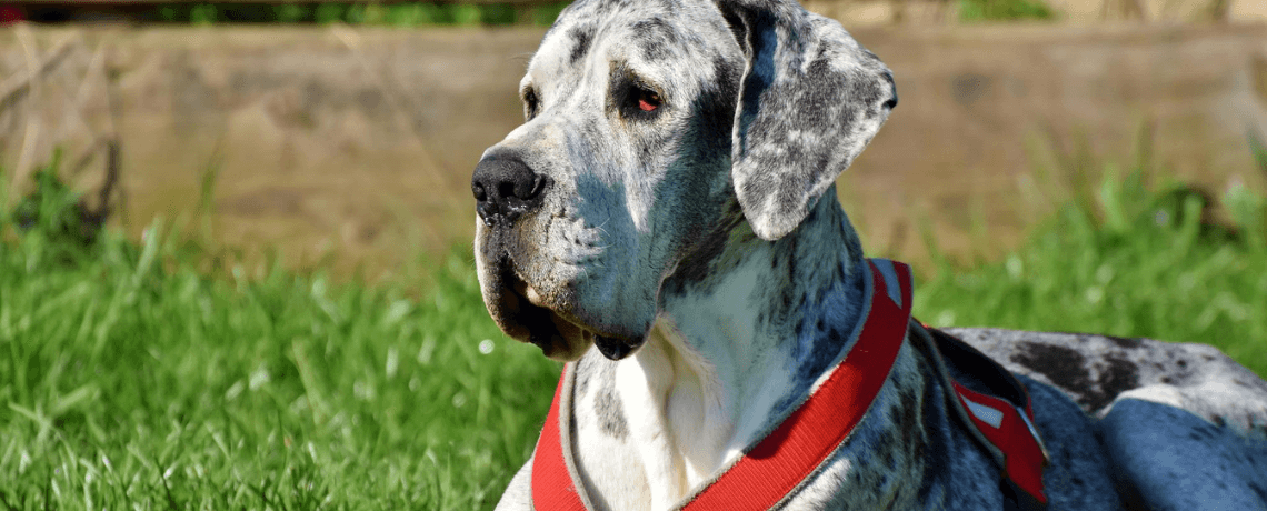 Chien de grande taille : avantages, races et particularités