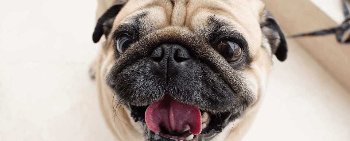 Que faire pour rendre son chien heureux ?