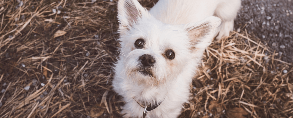 Comment choisir un chien hypoallergénique ?