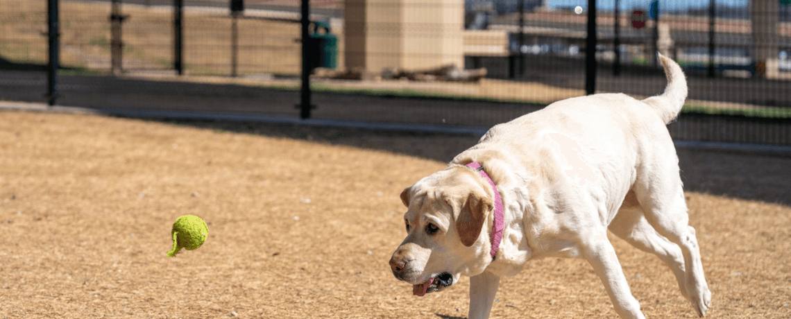 Surpoids et obésité chez le chien