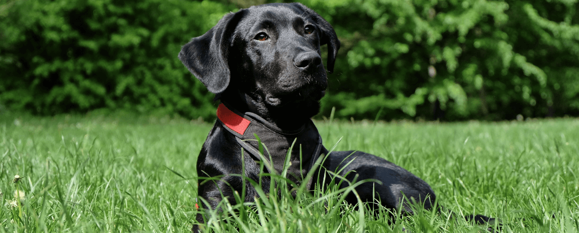 Que faire si vous avez un chien sale passé l'âge de 6 mois ?