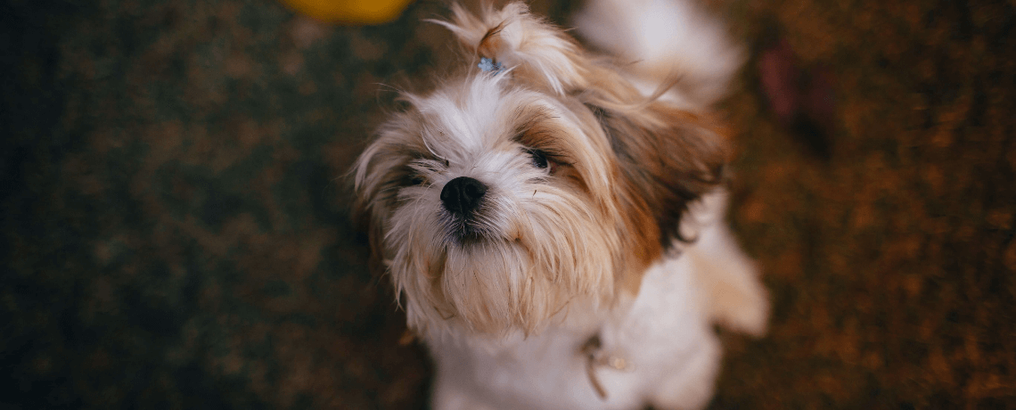 Adopter un deuxième chien : quelle race choisir ?