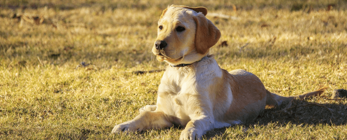 Choisir un chien de taille moyenne : les bons conseils