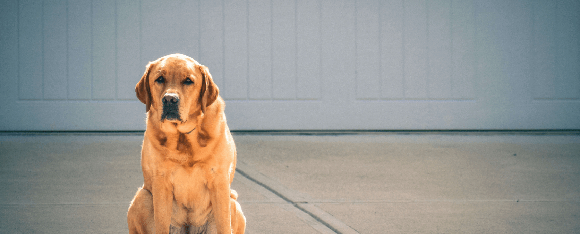 Chien qui vomit : que faire ?