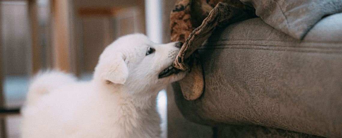 Pourquoi certains chiens mordent-ils ? Comment les en empêcher ?