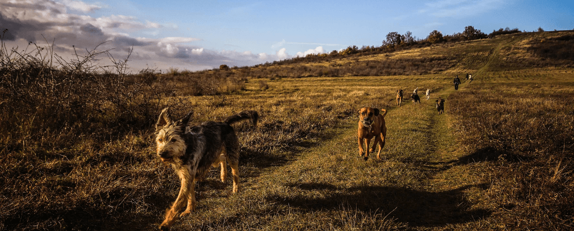 Chiens solides : quelles sont les races de chiens les plus résistantes ?