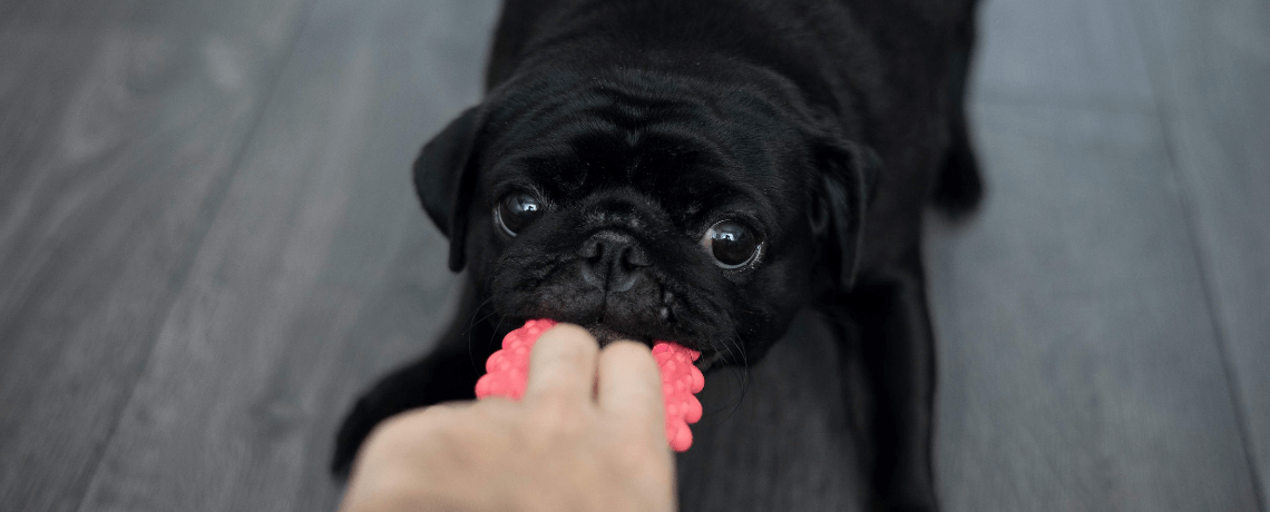 Comment inciter un chiot à contrôler son réflexe de mordillement ?