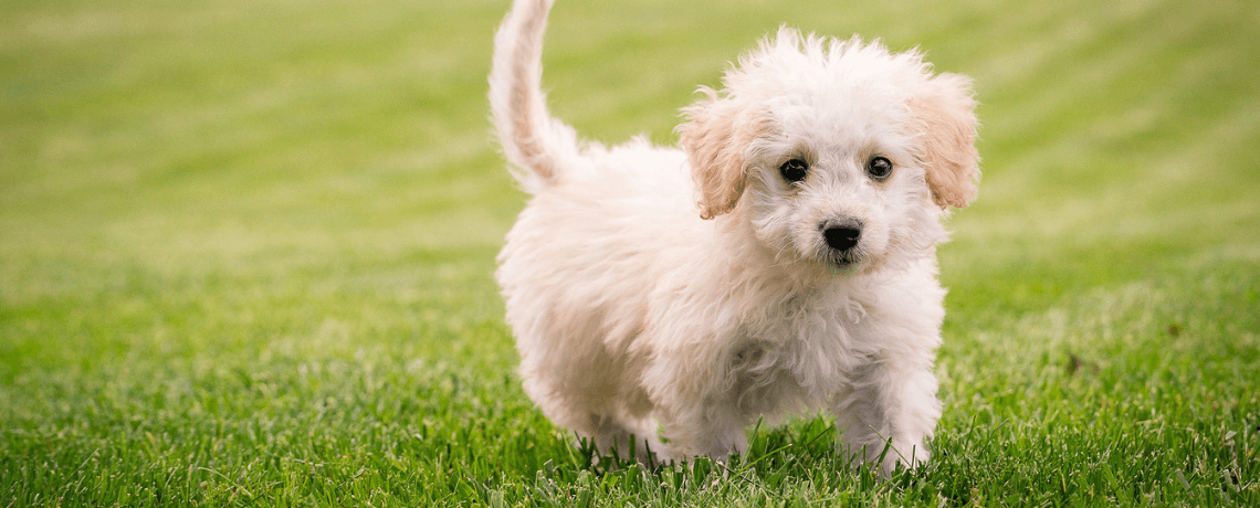 Comment et pourquoi choisir un chien de petite taille