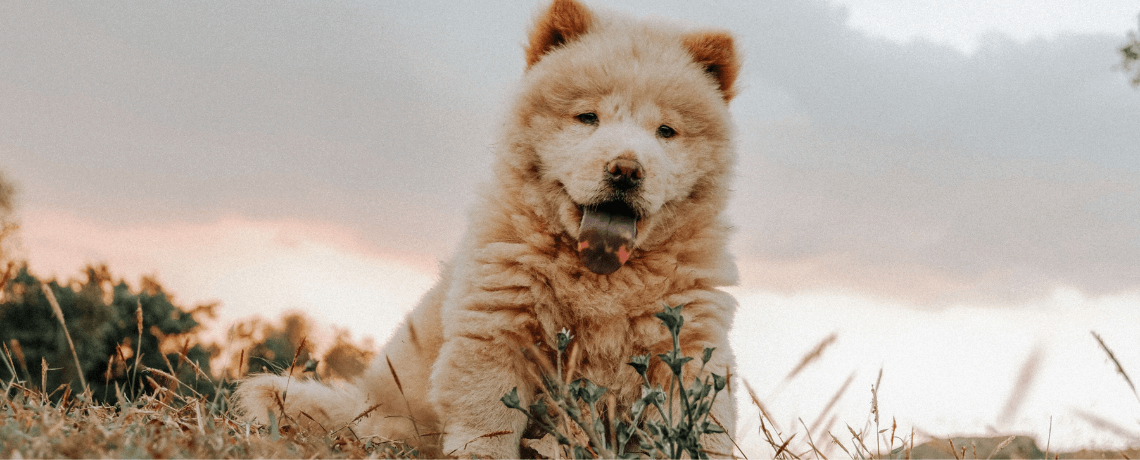 Chow-chow