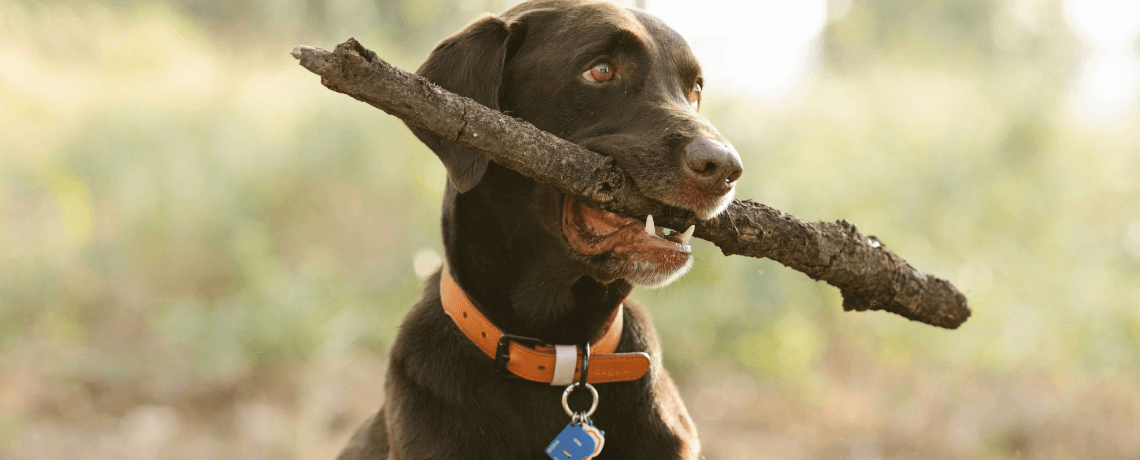 Collier GPS pour chien, repérage géolocalisation de chiens de chasse