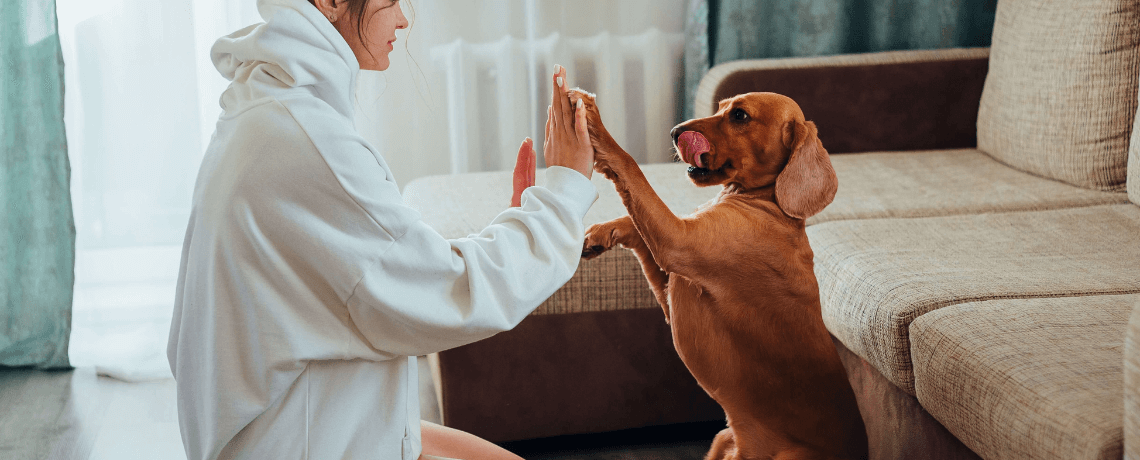 Comment bien jouer avec son chien ?