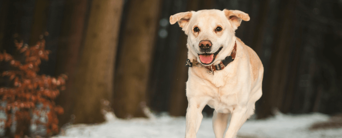 Mieux comprendre votre chien