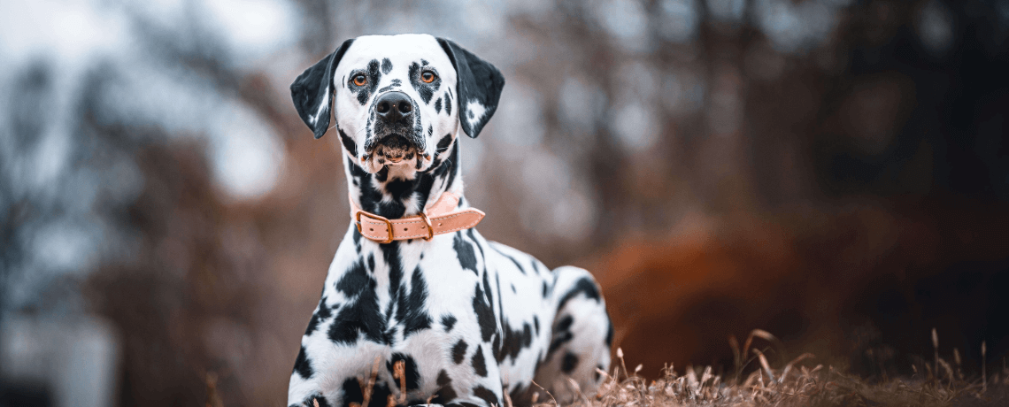 Le dalmatien : un chien à forte personnalité