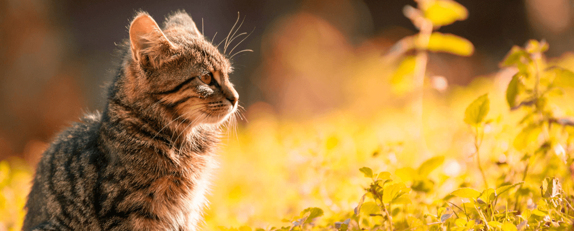 La dépression chez le chat