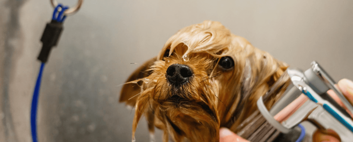 À quelle fréquence faut-il laver son chien?