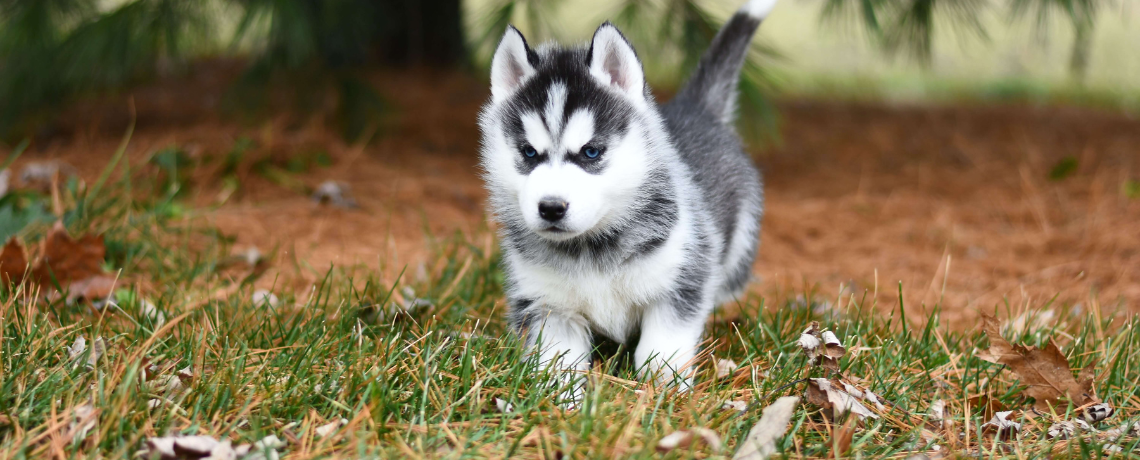 Comment bien se préparer à éduquer son chiot ?