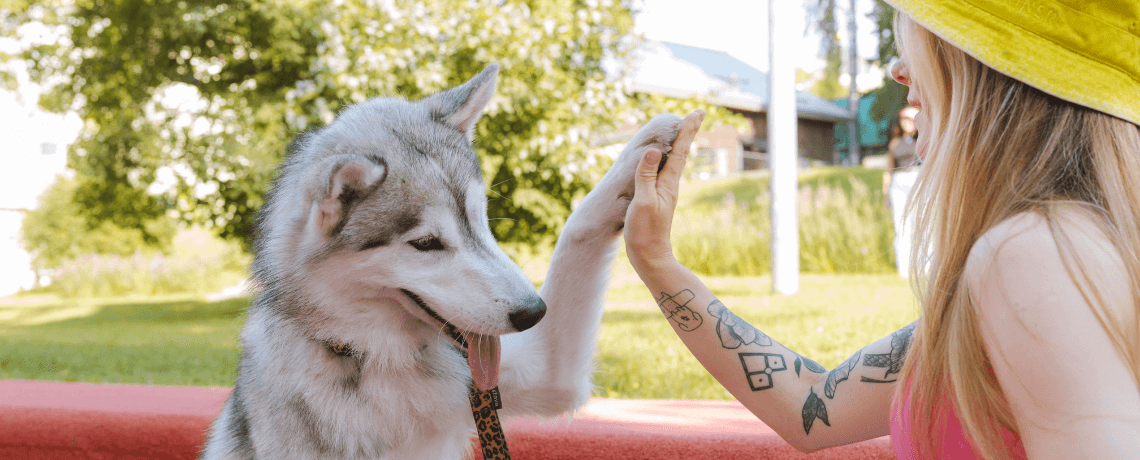 Éducation positive chez le chien : fonctionnement et bonnes pratiques