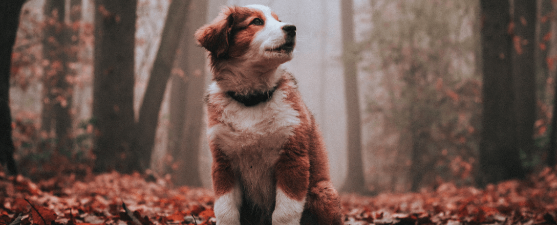 Épagneul breton  Un chien gentil, sportif et facile à éduquer !