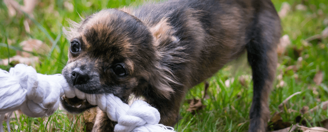 Comment fabriquer soi-même un jouet pour chien ?