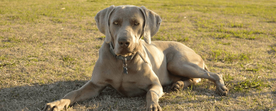 Tout ce qu'il faut savoir et anticiper avant d'adopter un gros chien