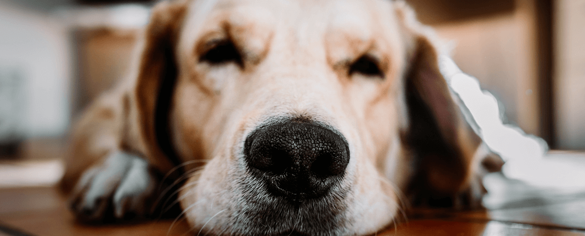 Hernie discale chez le chien : les causes, symptômes et traitements