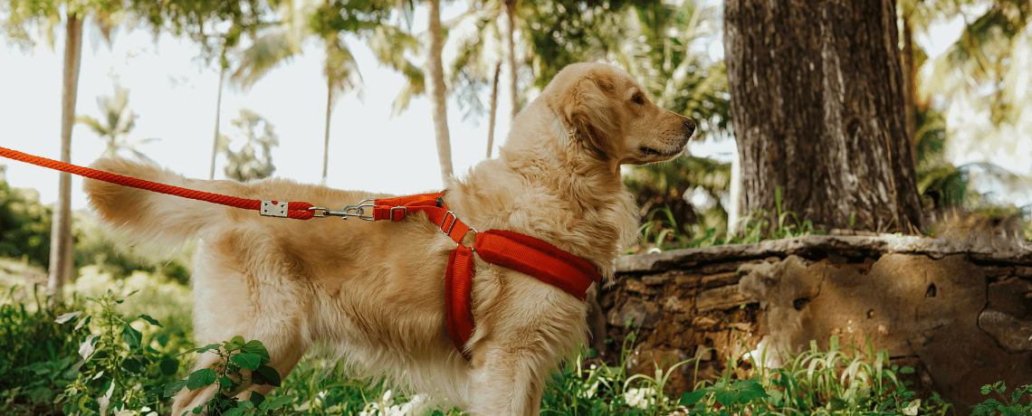 Laisse enrouleur chien : dans quel cas la choisir ?