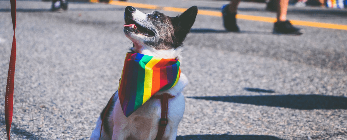 Comment bien interpréter le langage du chien ?